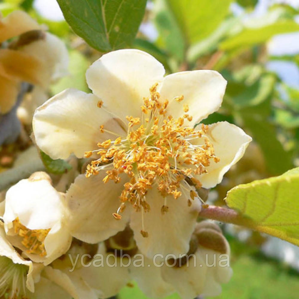 Ківі запилювач Томурі 2роки, фото 1