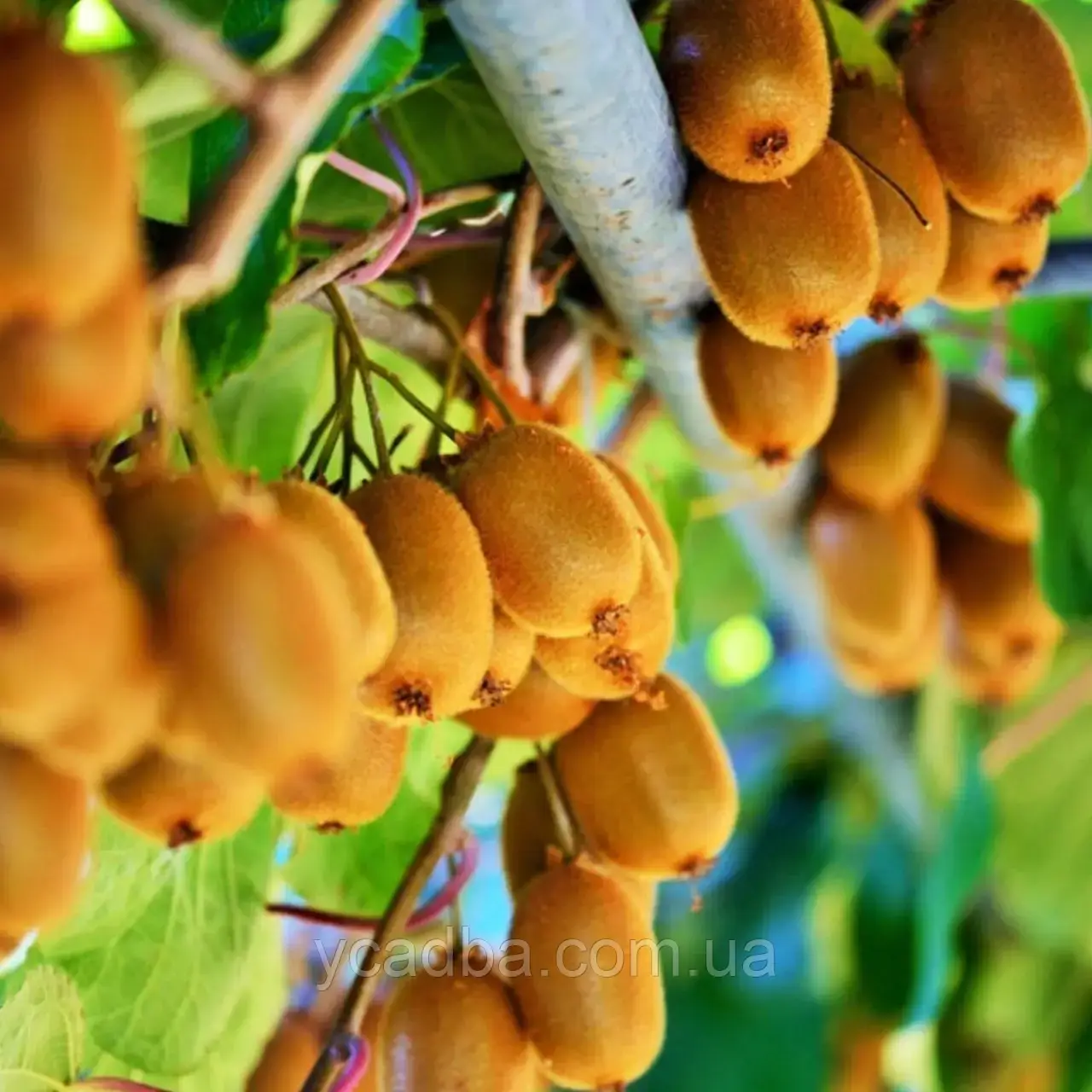 Ківі плодонос Бруно 3роки вкс, фото 1