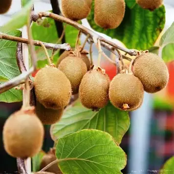 Ківі самозапильний Боскуп Boskoop (горшик 0.5л)