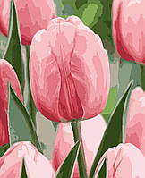 Картина за номерами Artissimo Ніжна весна PN1960 40х50см набір для малювання по цифрах