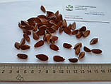 Бук європейський насіння (10 шт) (Fagus sylvatica) лісовий звичайний, фото 10