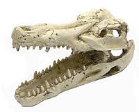 Декорация Aqua Nova, Crocodile Skull, 12.5 см. Стильная декорация в виде черепа крокодила.