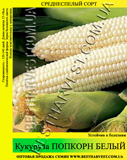Насіння кукурудзи «Попкорн Білий» 1 кг