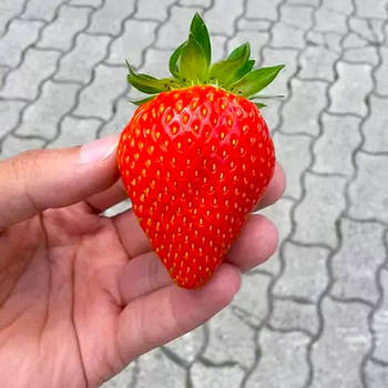 Розсада полуниці Брілла - дуже рання, крупноплідна, врожайна,невибаглива.