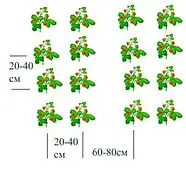 Розсада полуниці Брілла - дуже рання, крупноплідна, врожайна,невибаглива., фото 7