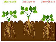 Розсада полуниці Брілла - дуже рання, крупноплідна, врожайна,невибаглива., фото 8