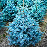 Саджанці Ялини блакитної Маджестік Блю 3-річний (Picea pungens Glauca Majestic Blue)