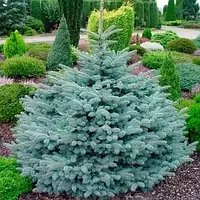 Саженцы Ели Вильсона 3-летний (Picea Wilsonii)