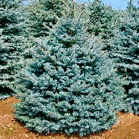 Саженцы Ели голубой Эдит 3-летний (Picea pungens Edith)