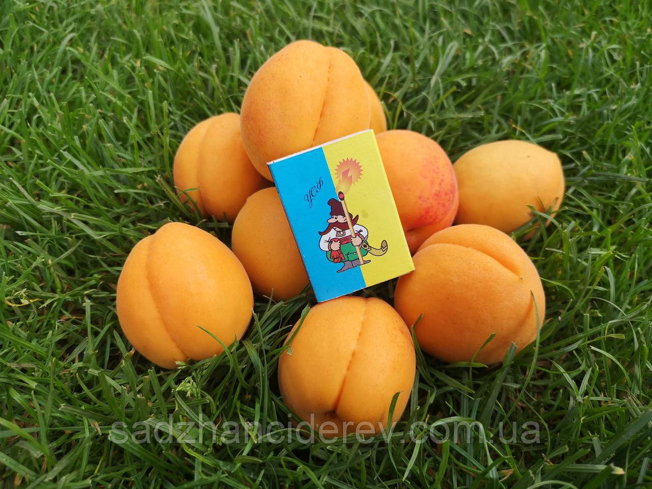 Саджанці абрикоса Альбінова, фото 1