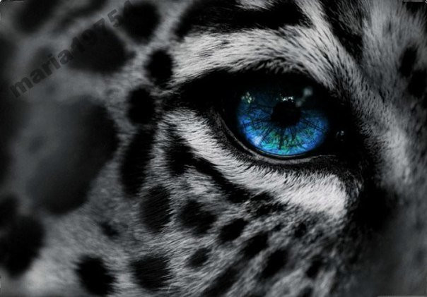 Обкладинка обкладинка на паспорт тигр очей, фото 1