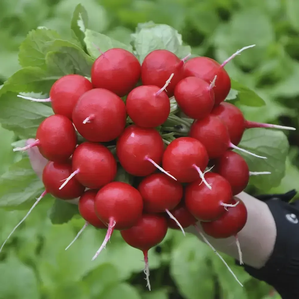 Насіння редису Дієго F1 (Diago F1) Hazera 50000 (3,4-3,6)