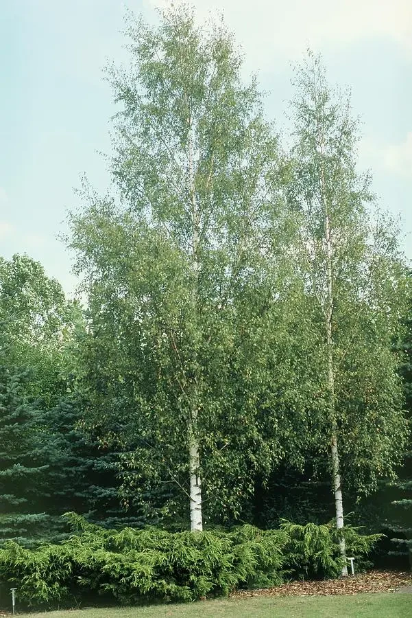 Береза біла (дворічний, ОКС), фото 1