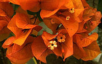 Бугенвиллия оранжевая (в горшке, молодое растение)