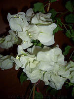 Бугенвіллія Mrs alice (у горщику, молода рослина)