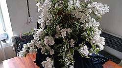 Бугенвіллія Panda (у горщику, молода рослина)