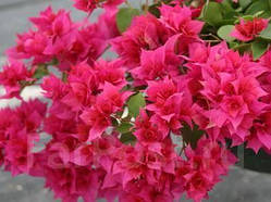 Бугенвіллія Double red (у горщику, молода рослина)