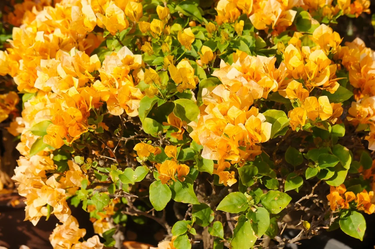 Бугенвіллія California gold (у горщику, молода рослина)
