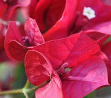 Бугенвіллія Rubiana (у горщику, молода рослина)