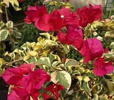 Бугенвіллія Dauphine (у горщику, молода рослина)