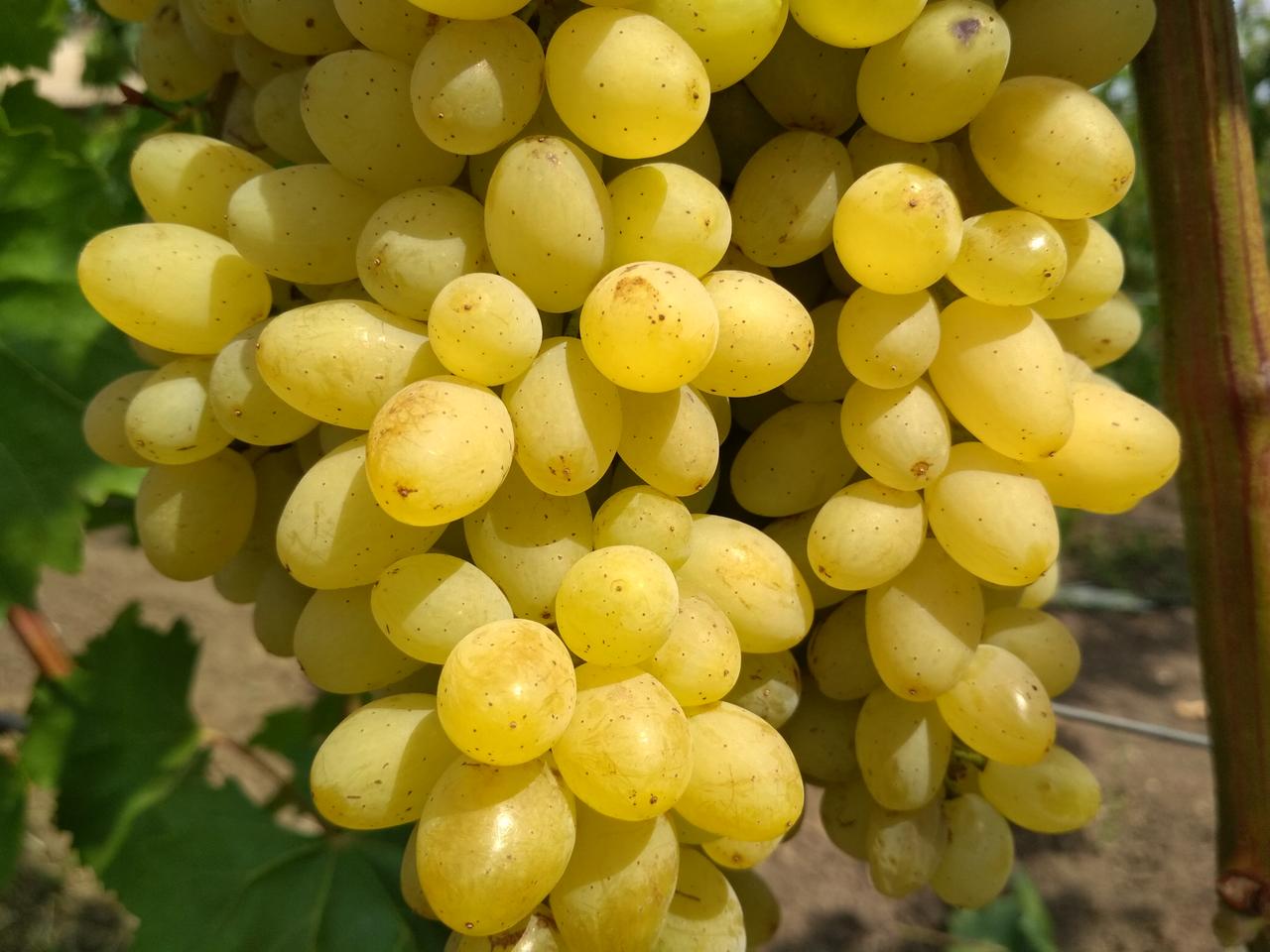Виноград Кішміш Лорус (Однорічний, ОКС)