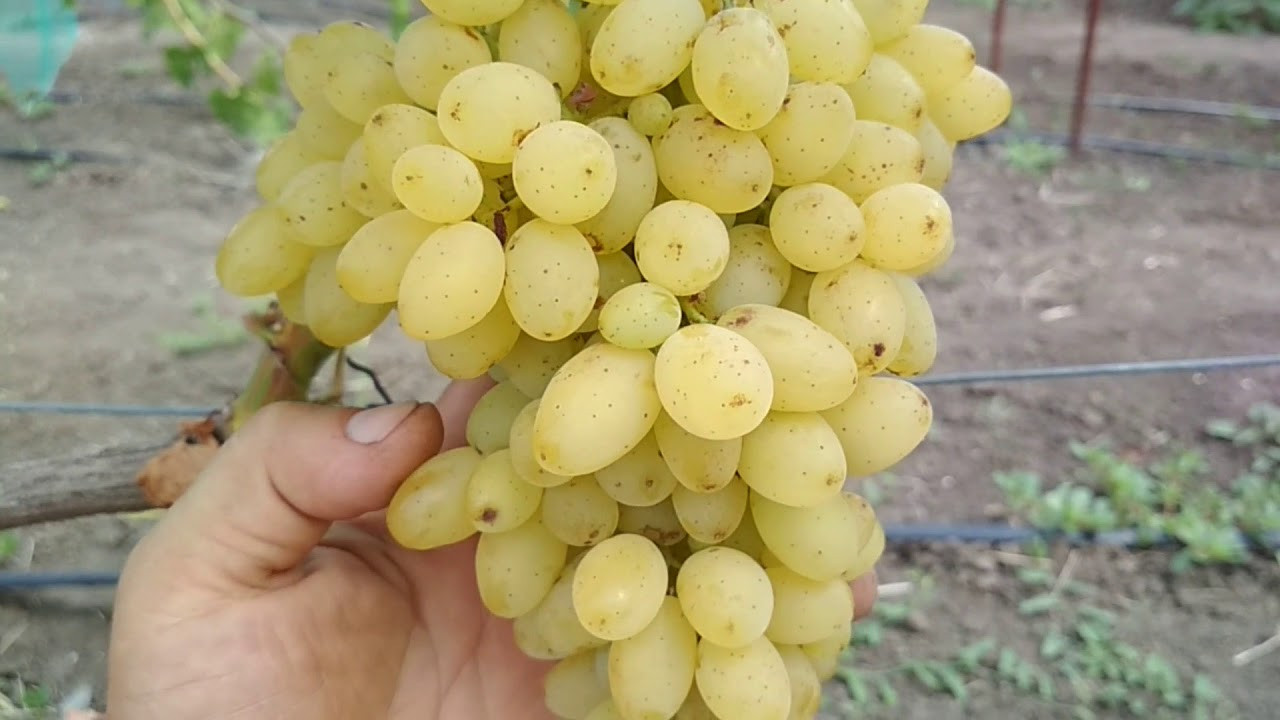Виноград Кішміш Лорус (Однорічний, ОКС)