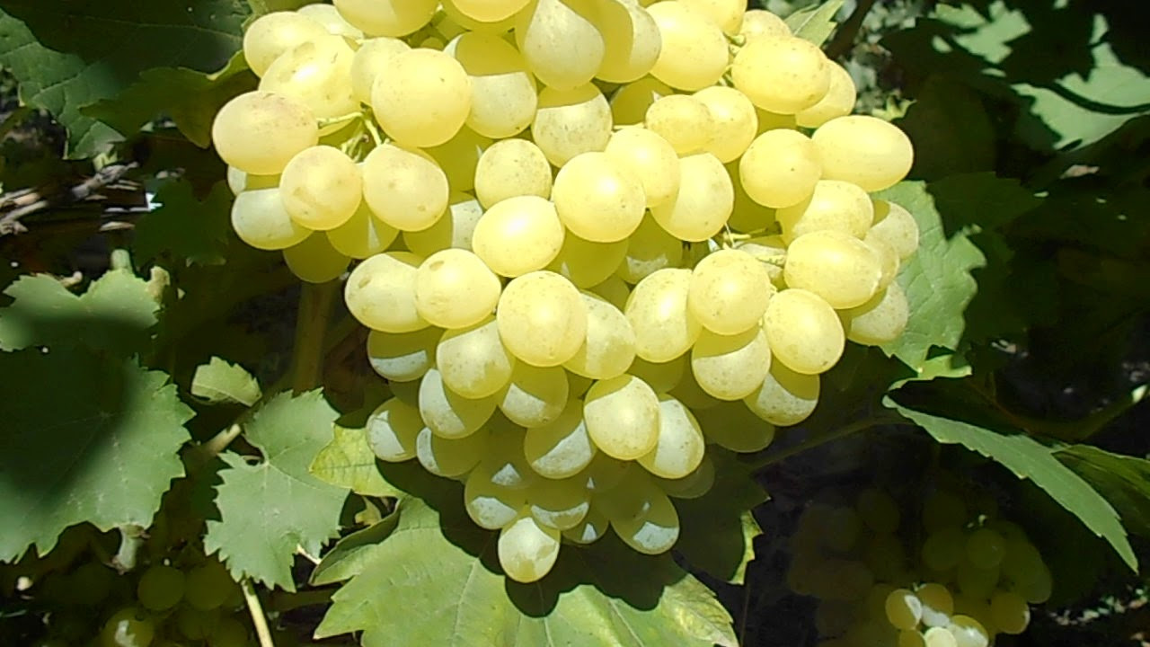 Виноград Кишмиш Валентино (Однорічний, ЗКС)