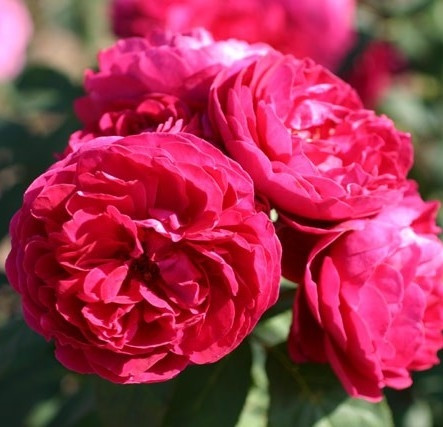 Саджанці троянд сорт Musimara (Мусимара)