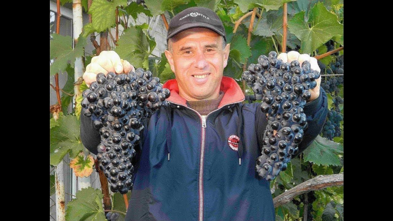 Виноград Шахтер (Однорічний, ОКС)
