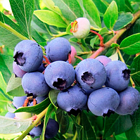 Жіночі лохники