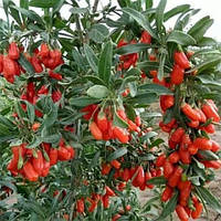 Годжі Кореан біг (однорічний, ЗКС)