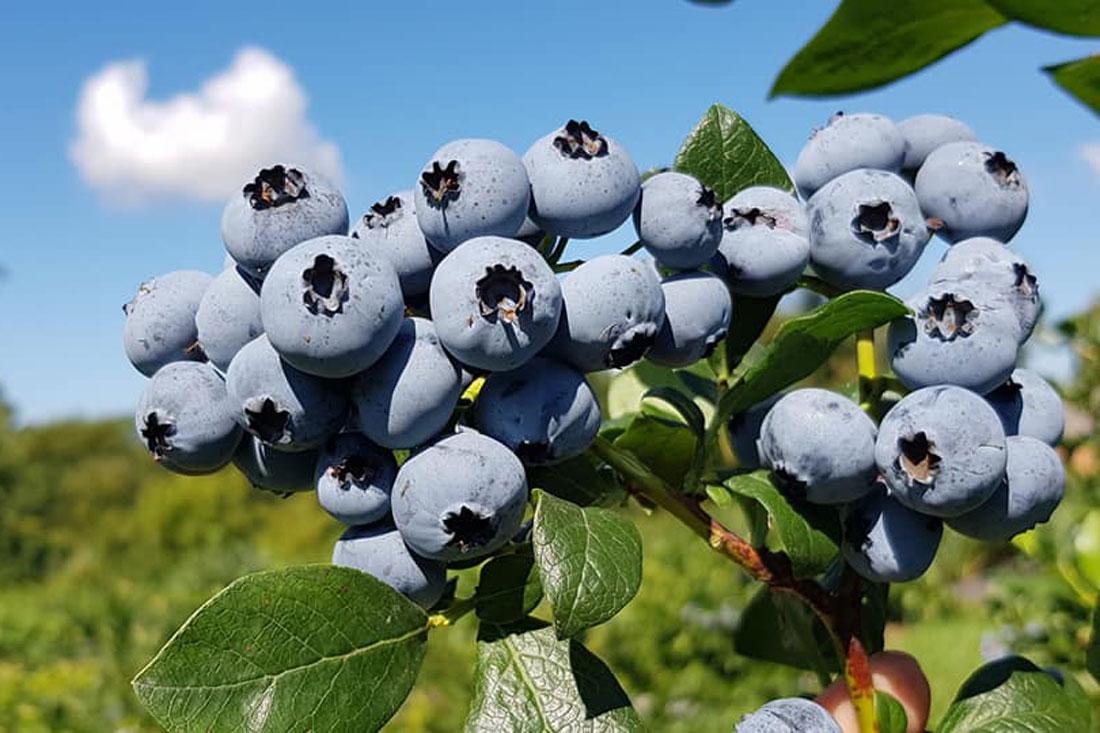 Блакитника FTP (1,5 роки, ЗКС), фото 1