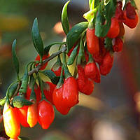 Годжі Тибетський (однорічний, ЗКС)