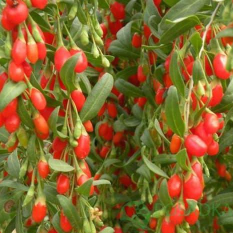 Годжі Нью-Біг (однорічний, ЗКС), фото 1