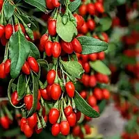 Годжі Біг Лайфберрі (однорічні, зкс)