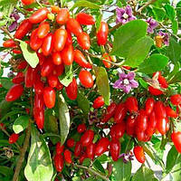 Годжі Біг Беррі (однорічні, зкс)