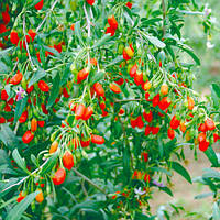 Годжі Гірський (Трьохрічний, ЗКС)