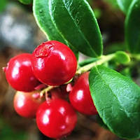 Журавлина Ховес (Однорічний, ОКС)