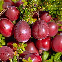 Журавлина Бен Лір (Однорічний, ВКБ)