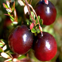 Журавлина Ерлі Блек (Двохлітній, ЗКС)