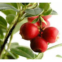 Журавлина Бергман (Двохлітній, ЗКС)