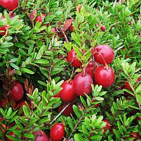 Журавлина Стівенс (Однорічний, ОКС)