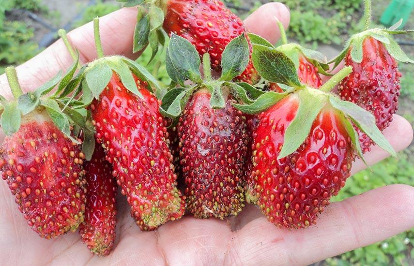 Земліполуниця Купчиха (сажники)