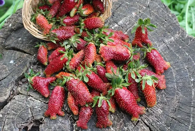 Полуниця Лапуля (ОКС)