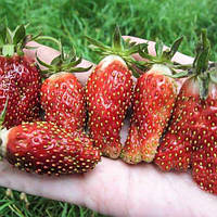 Землина Ананасна (смаженці)