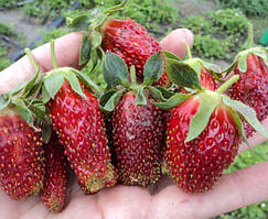 Земліполуниця Студенча (ОКС)