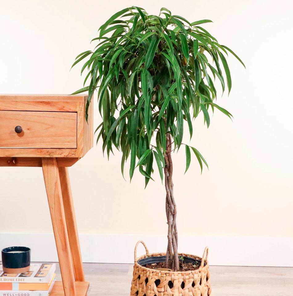 Фікус Алі (однорічні, зкс), фото 1