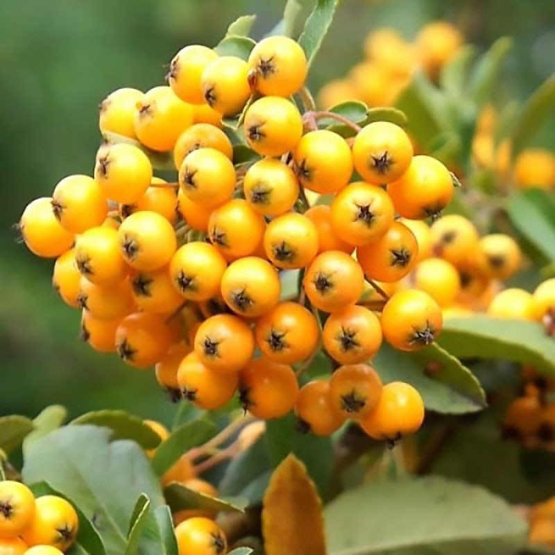 Пірасанта Golden charmer (сажники), фото 1