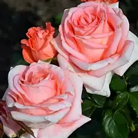 Троянда Нобіліс (Однорічний, ОКС)