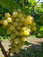 Виноград47 (Однорічний, ОКС)